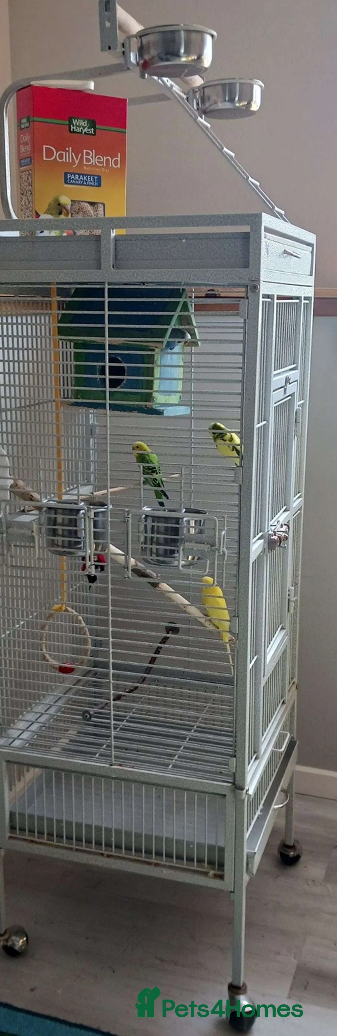Parrots birds for sale: Smart & Trainable – Ready to Learn Tricks in Carlisle - Advert 5