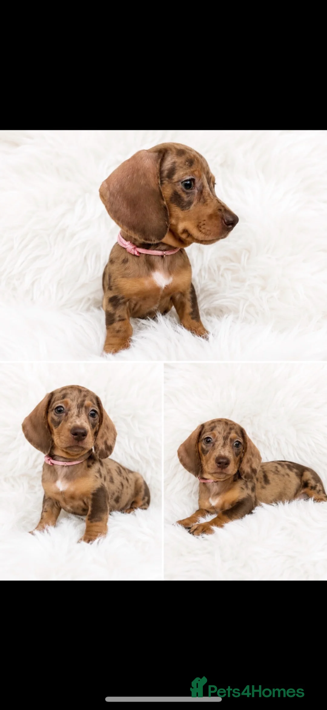 Miniature Dachshund dogs for sale: Beautiful Miniature Dachshunds  - Advert 2