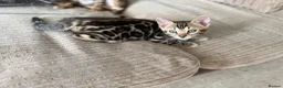 Bengal cats for sale: TICA Bengal kittens available.  - Advert 11