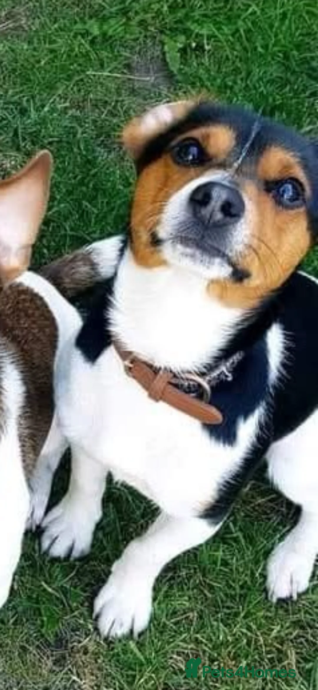 Jack Russell dogs for sale: 🌟Tri-coloured Mini Jack Russells🌟 - Advert 11