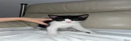 Bramble cats for sale: Kittens for sale  in Hamilton - Advert 11
