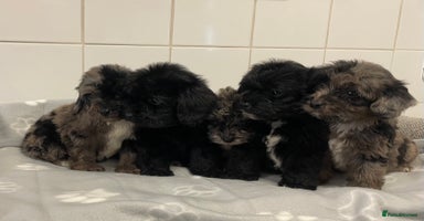 Cockapoo dogs - Advert 13