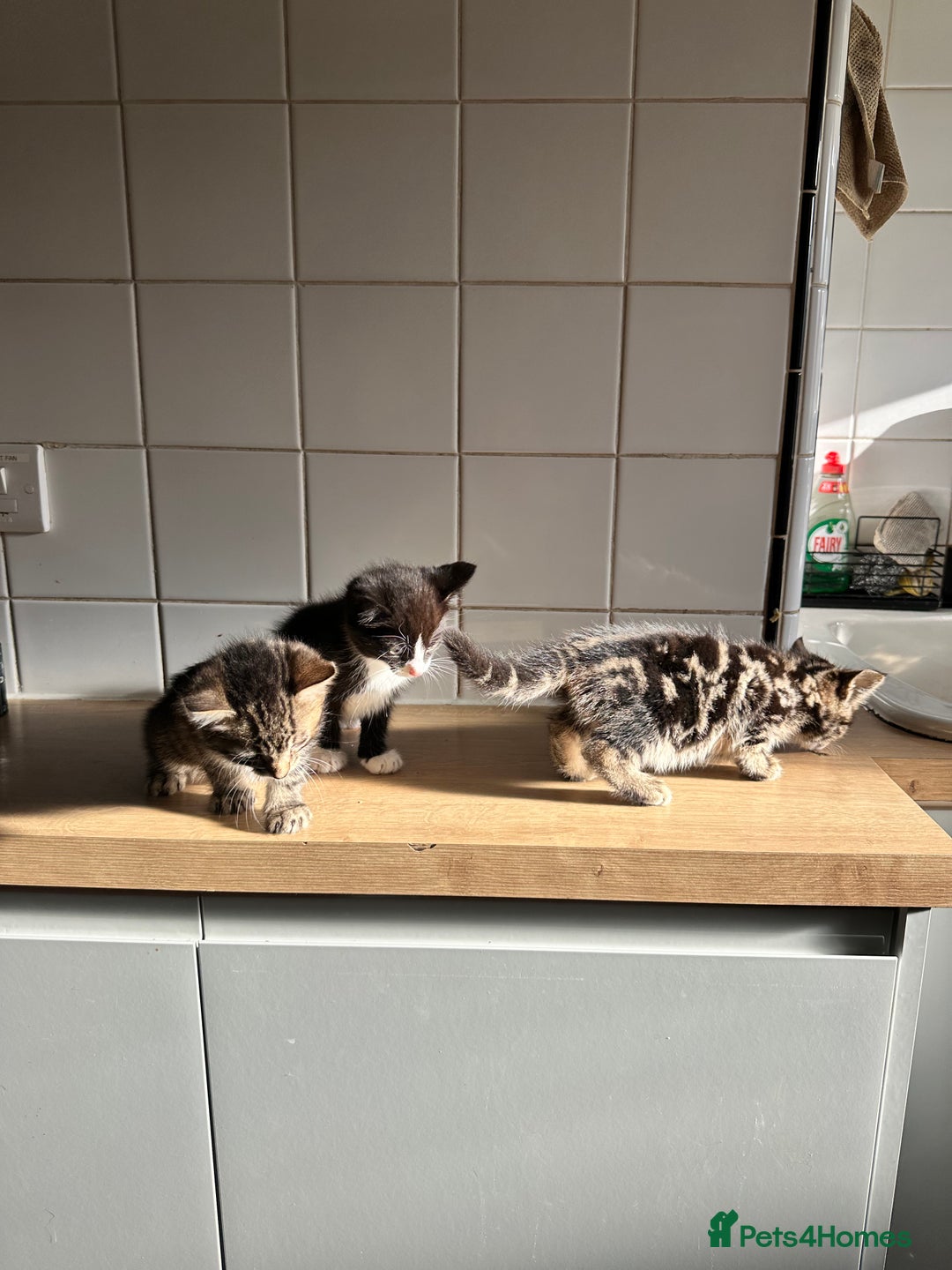 British Shorthair cats for sale: 3 Kittens - Advert 10