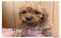 Miniature Poodle dogs for sale: BOY REDUCED Red Miniature poodles - Health tested  - Image 1
