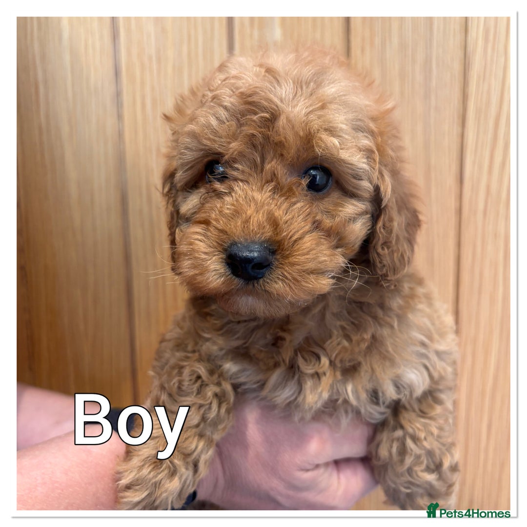 Miniature Poodle dogs for sale: BOY REDUCED Red Miniature poodles - Health tested  - Image 1