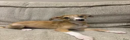 Mixed Breed dogs for sale: Whippet x lurcher pups - Advert 4