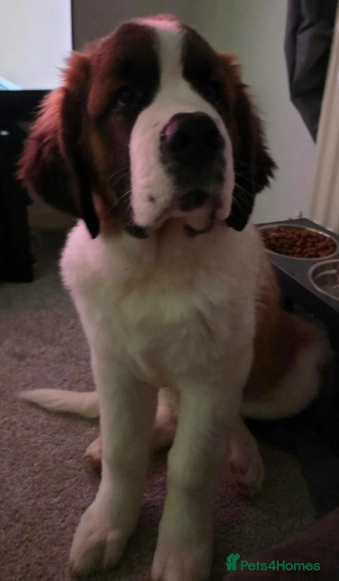 Saint Bernard dogs for sale: Saint Bernard Puppy - Advert 7