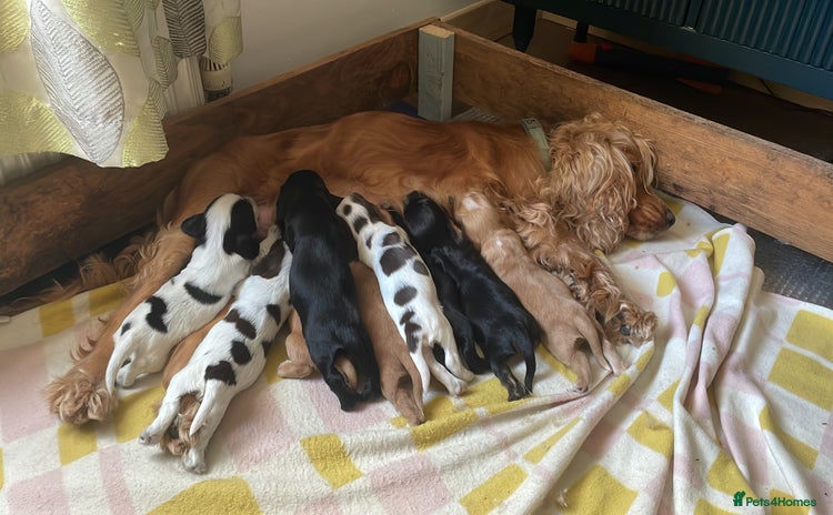 Cocker Spaniel dogs - Advert 9