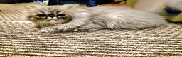 Persian cats for sale: Beautiful SILVER Tabby 10M Persian Female Kitten - Advert 4