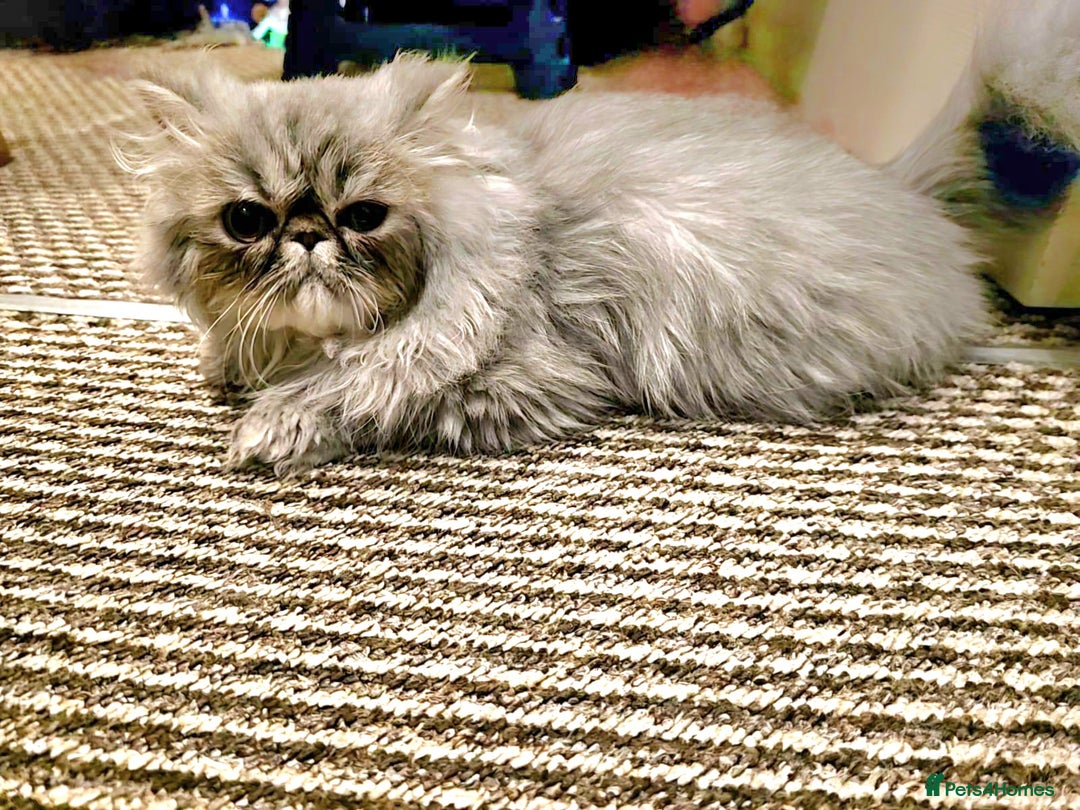Persian cats for sale: Beautiful SILVER Tabby 10M Persian Female Kitten - Advert 4