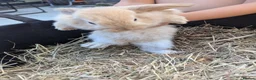 Mini Lop rabbits for sale: Beautiful Mini Lops - Advert 4