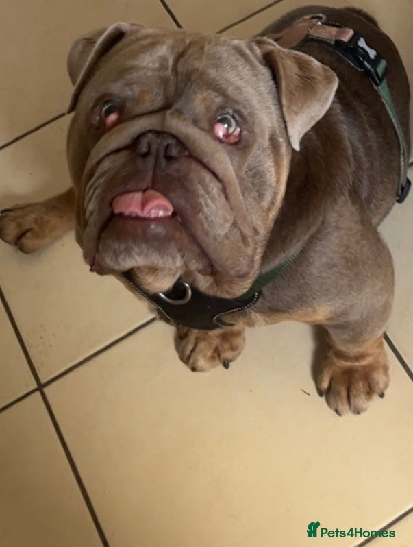 English Bulldog dogs for sale: English bulldog needs forever home - Advert 1
