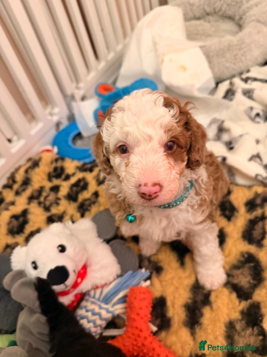 Cavapoo dogs for sale: 2 Male 2 Female unique colours Cavapoo’s - Advert 5