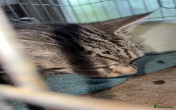 British Longhair cats for sale: Rescue kittens🧡 - Image 19