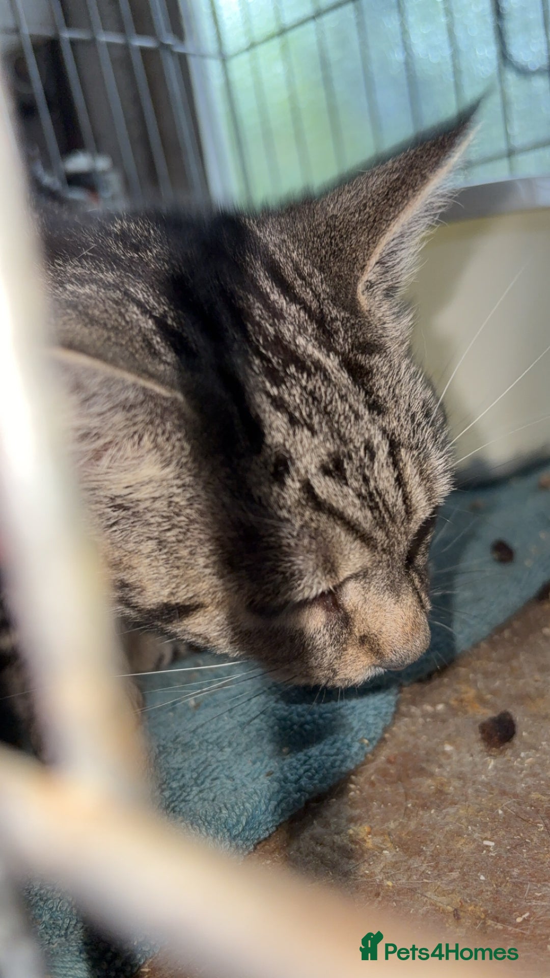 British Longhair cats for sale: Rescue kittens🧡 - Image 19
