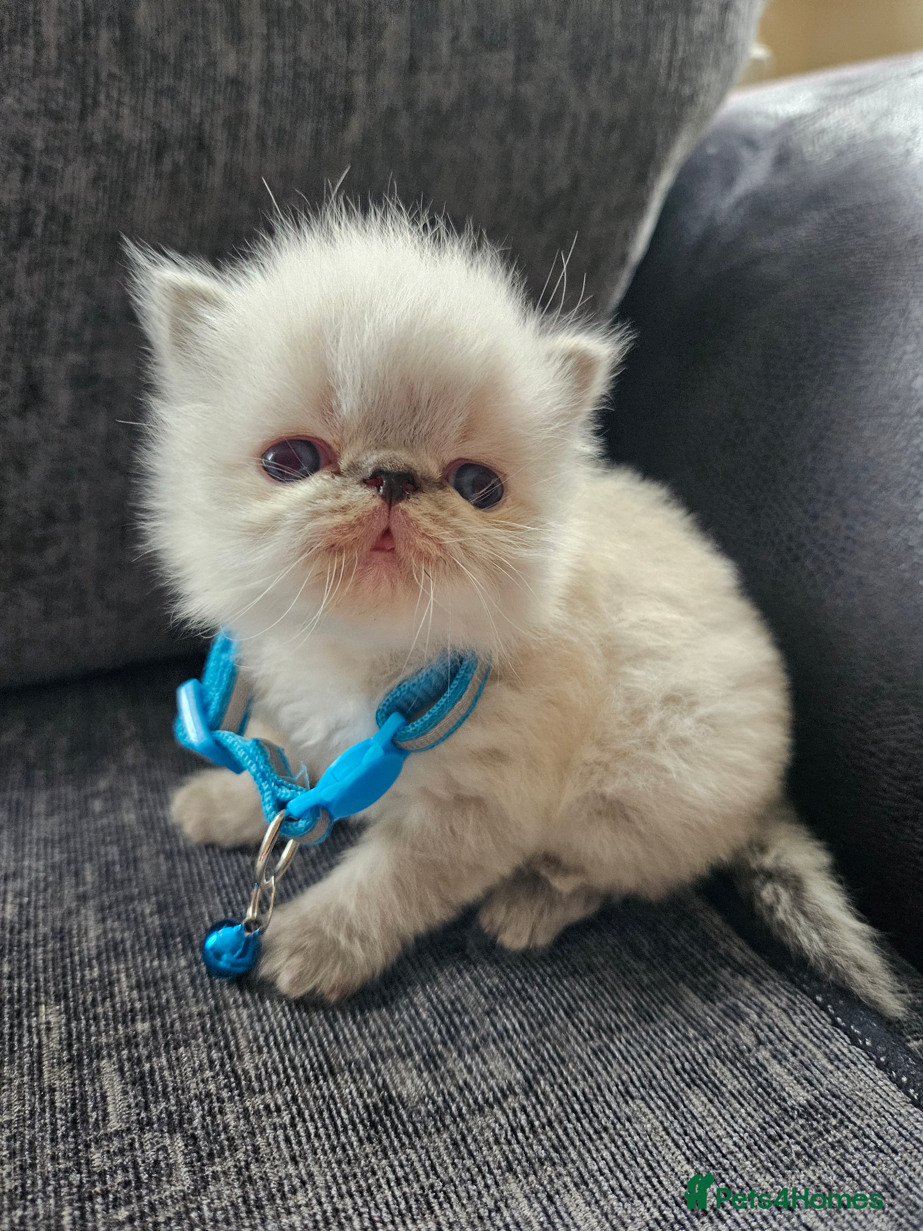 Persian cats 😻Stunning Pedigree Persian Kittens 😻 - Advert 11