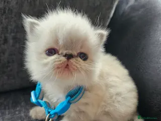 Persian cats 😻Stunning Pedigree Persian Kittens 😻 - Advert 11