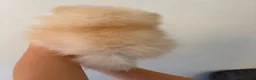 Pomeranian dogs for sale: Beautiful Pomeranian Puppies - Advert 7