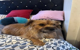 Yorkshire Terrier dogs for sale: Puppies for sale  - Image 1