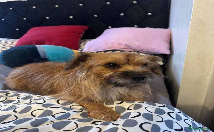 Yorkshire Terrier dogs - Advert 1