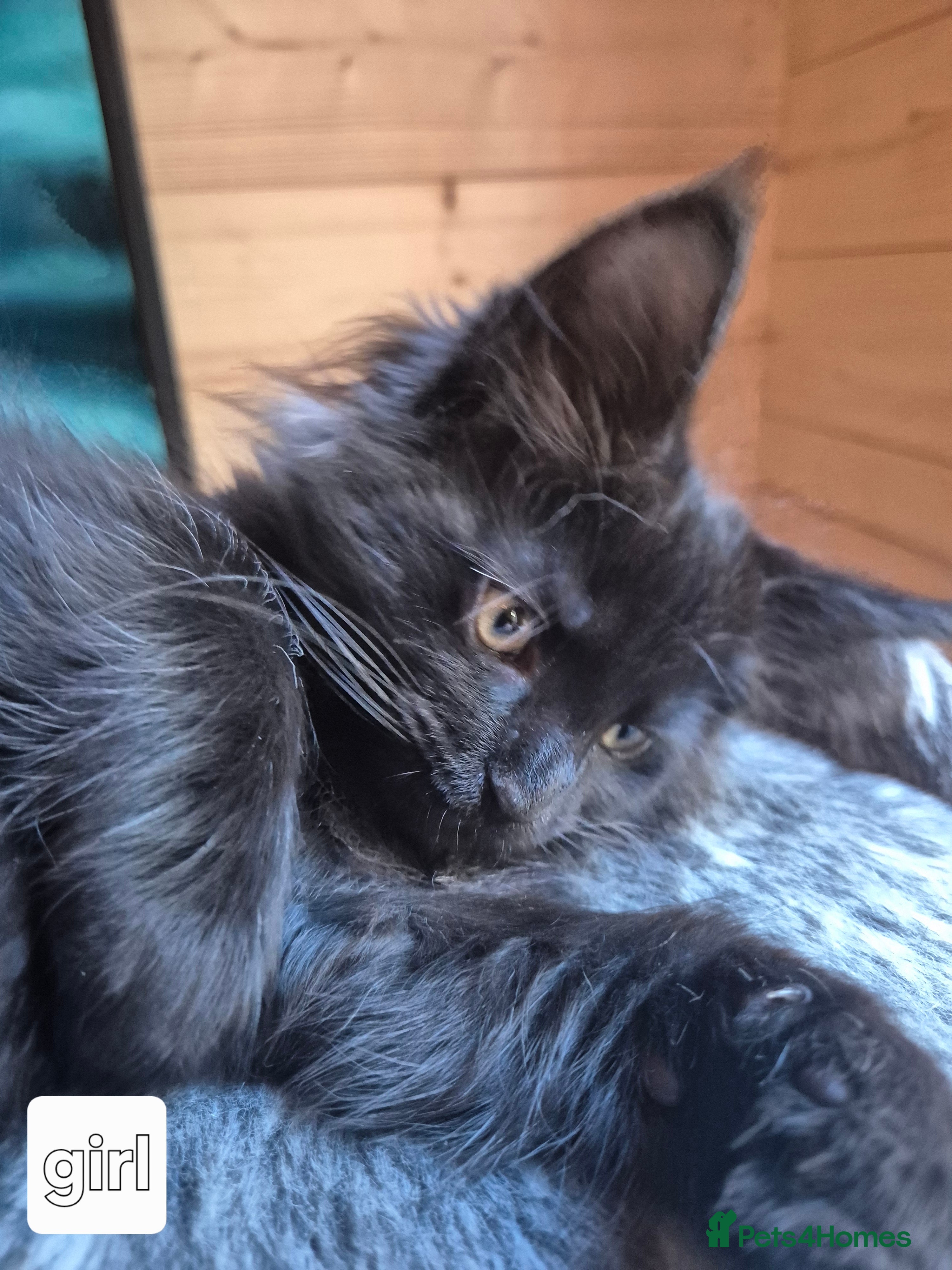 Maine Coon cats Mein Con - Advert 9