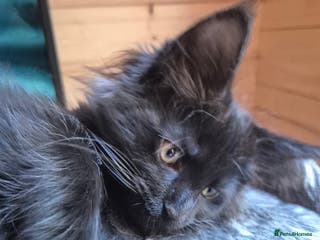 Maine Coon cats Mein Con - Advert 9