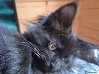 Maine Coon cats Mein Con - Advert 3