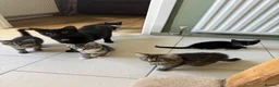 Mixed Breed cats for sale: 5 adorable kittens, 3 male, 2 female  - Advert 3