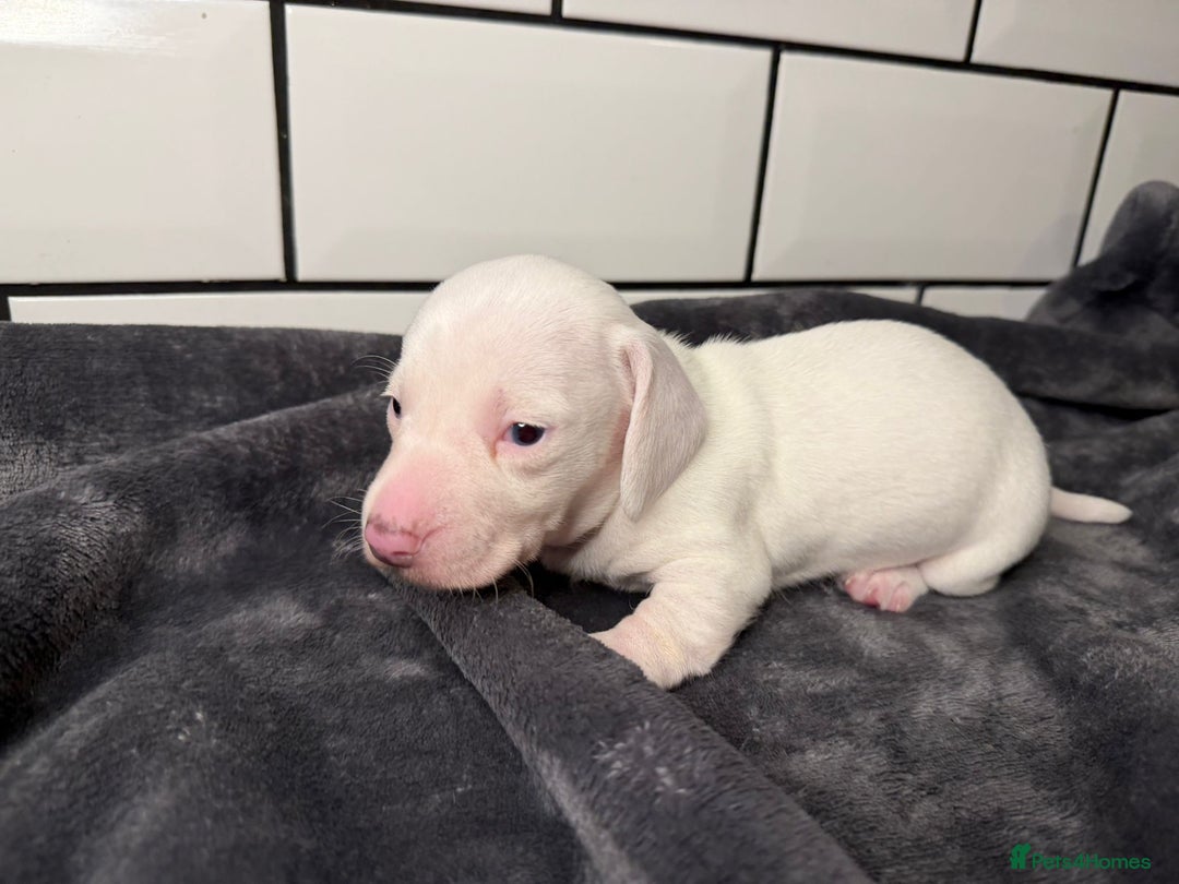 Miniature Dachshund dogs for sale: STUNNING MINIATURE DACHSHUNDS DAPPLE KC  - Advert 15