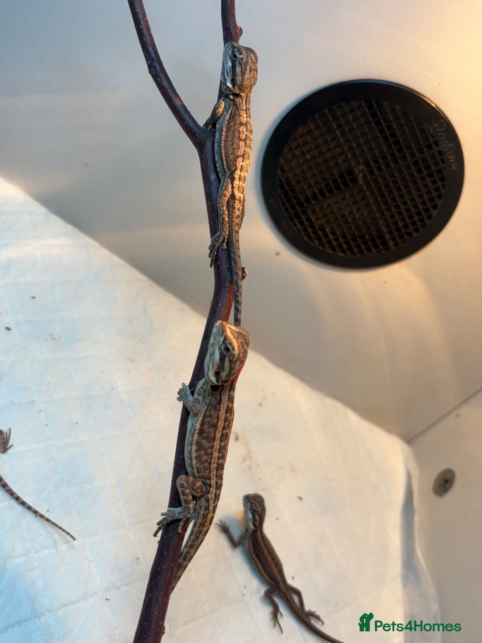 Bearded Dragon reptiles 🦎 Beautiful bearded dragons 🐉  - Advert 1