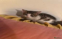 British Shorthair cats for sale: Beautiful playful kitten - Image 2