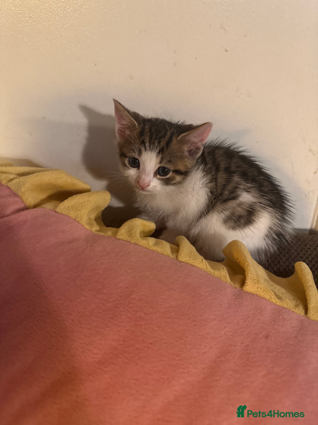 British Shorthair cats for sale: Beautiful playful kitten - Image 2