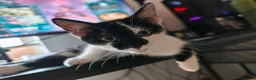Mixed Breed cats for sale: Adorable moggy kittens ready now - Advert 4