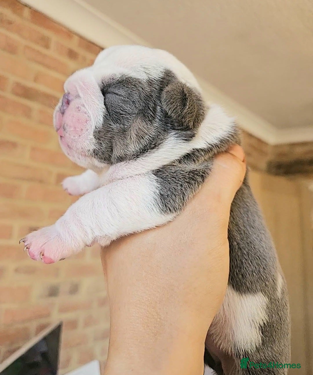English Bulldog dogs for sale: Outstanding KC English Bulldogs, Top Quality Pups - Image 19