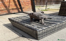 Staffordshire Bull Terrier dogs for sale: Staffordshire Bull Terrier KCReg open to offers  - Image 6