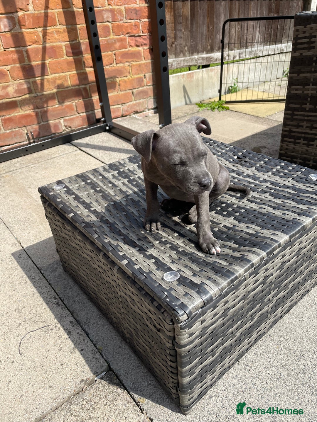 Staffordshire Bull Terrier dogs for sale: Staffordshire Bull Terrier KCReg open to offers  - Image 6