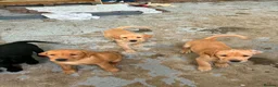 Labrador Retriever dogs for sale: Puppies  - Advert 9