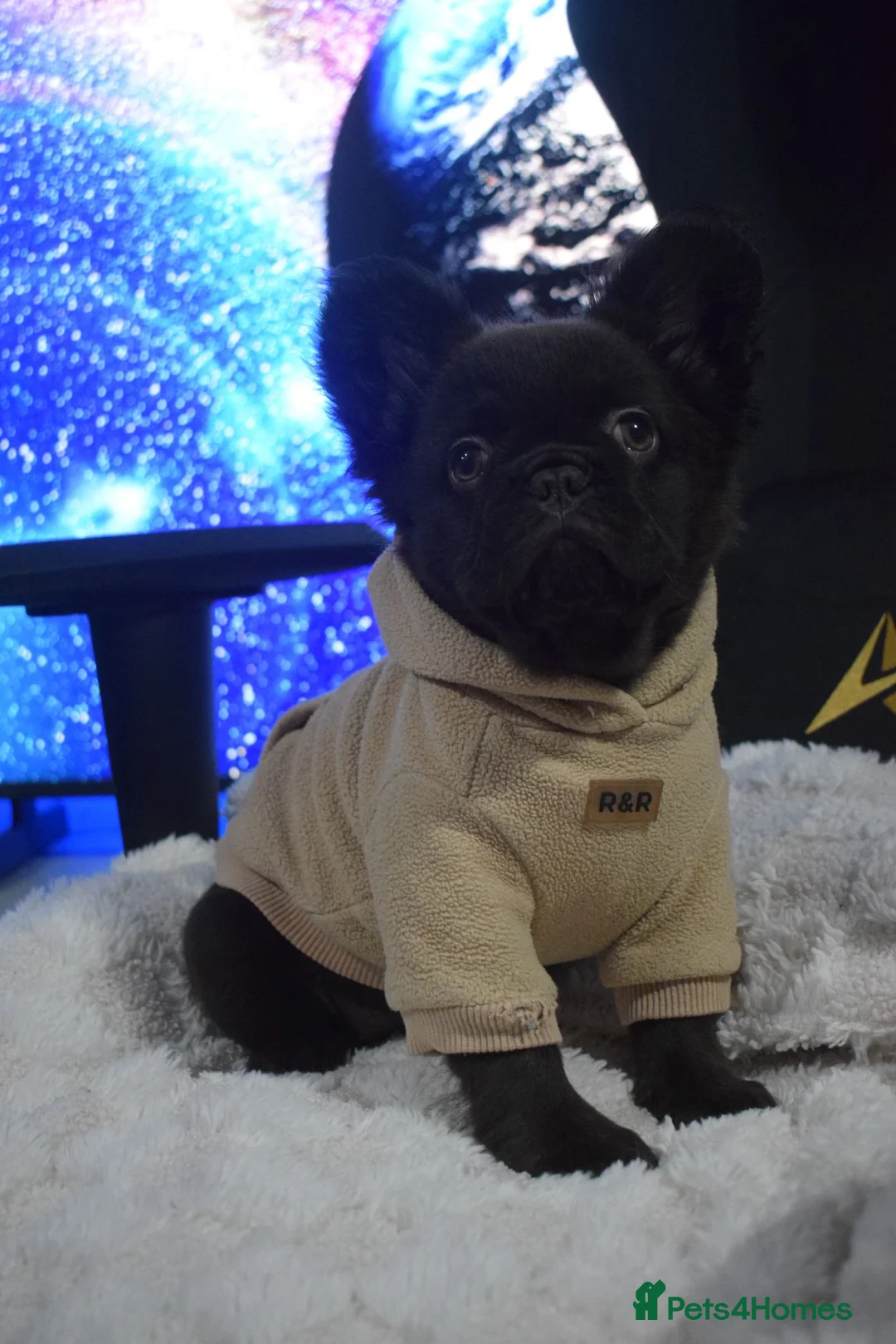 French Bulldog dogs for sale: ‘Waffles’ 🧇 The fluffy frenchie in Newport - Advert 2