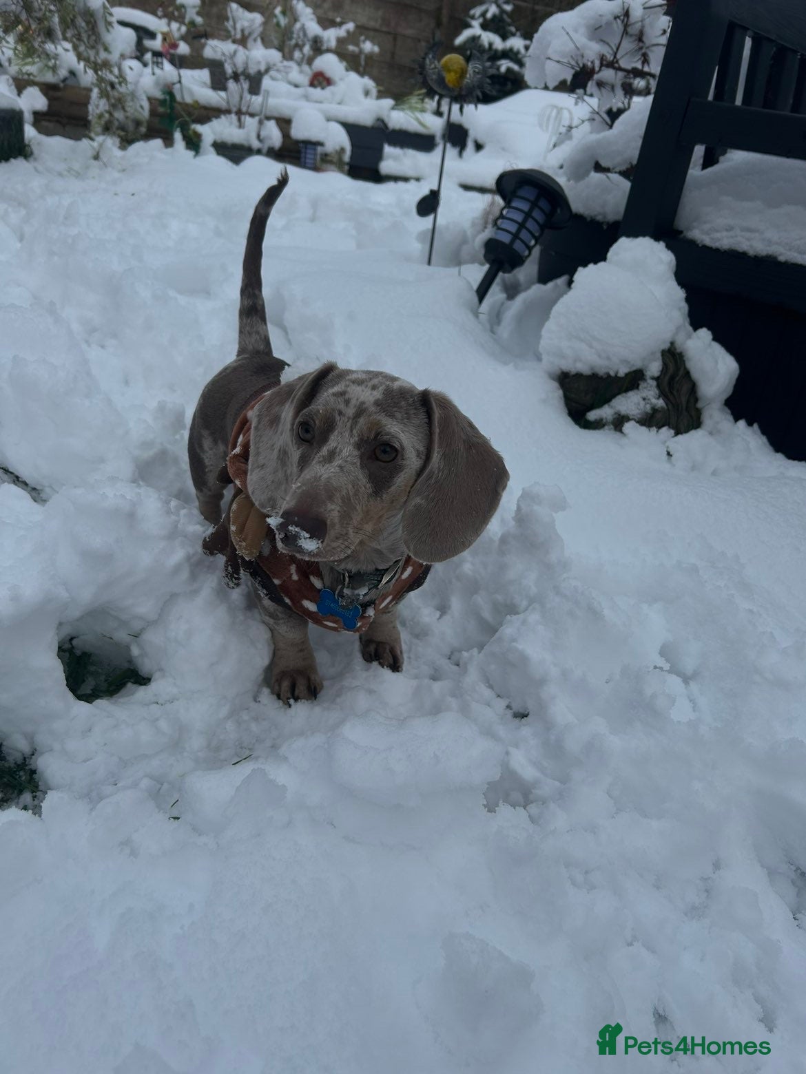 Dachshund dogs standard dapple dachshund  - Advert 4