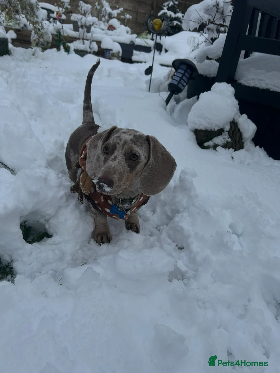 Dachshund dogs for stud: standard dapple dachshund  - Advert 1