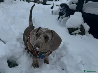 Dachshund dogs standard dapple dachshund - Advert 4