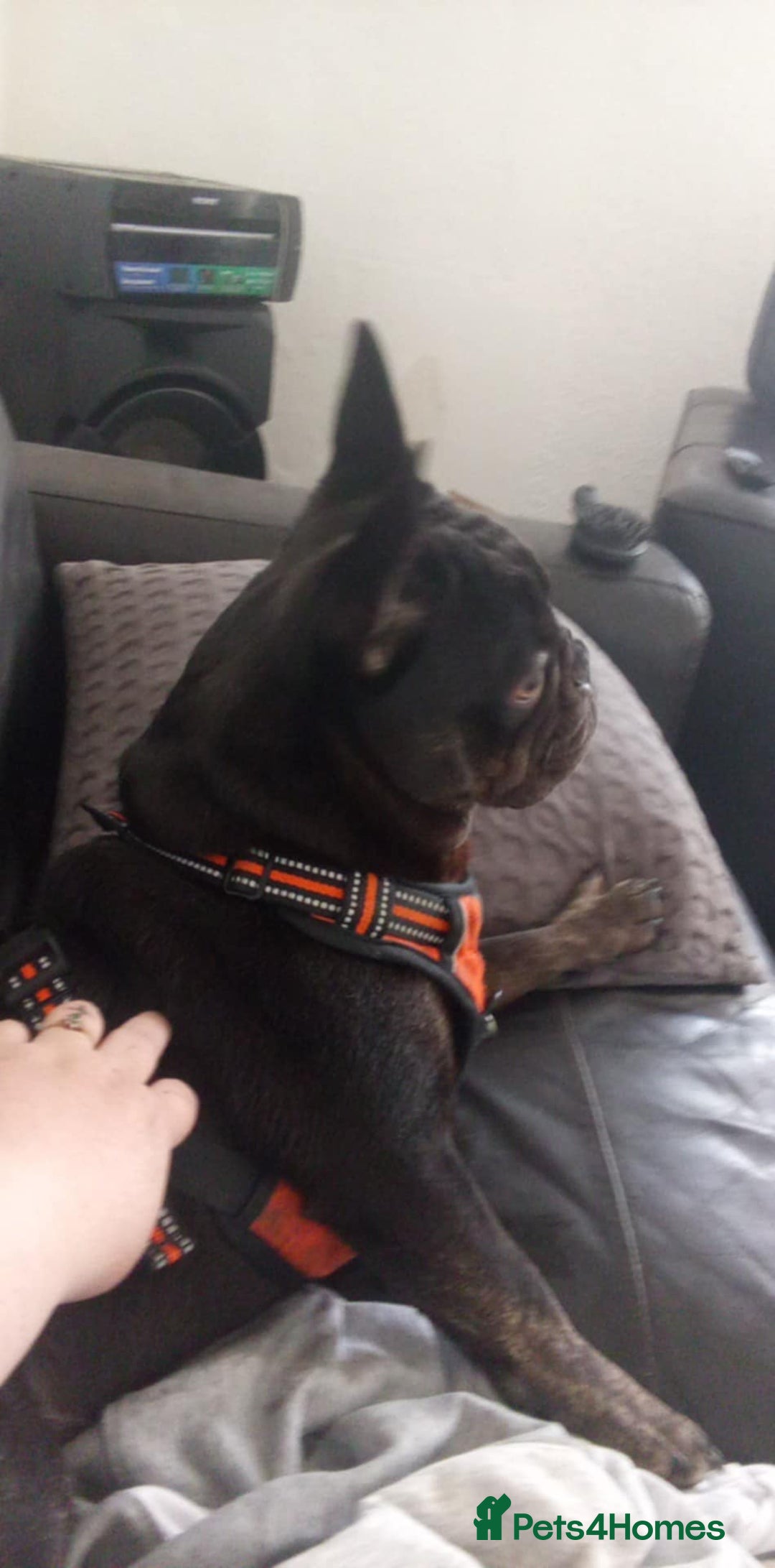French Bulldog dogs for sale: Meat head  - Image 2