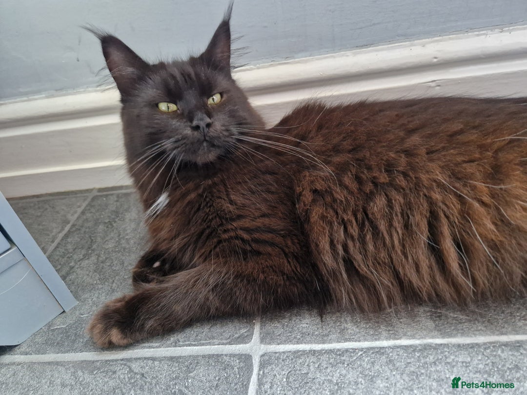 Maine Coon cats for sale: Stunning main coon girl for sale - Image 3