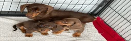 Miniature Dachshund dogs for sale: Miniature Dachshund puppies - Advert 4