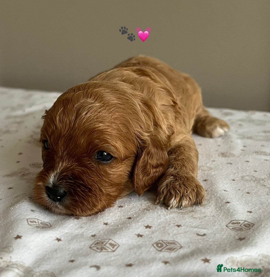 Cavapoo dogs for sale: Fully health tested Cavapoo 🐾🐶 - Image 22