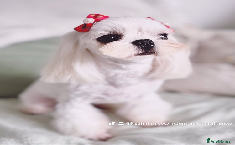 Maltese dogs - Advert 2