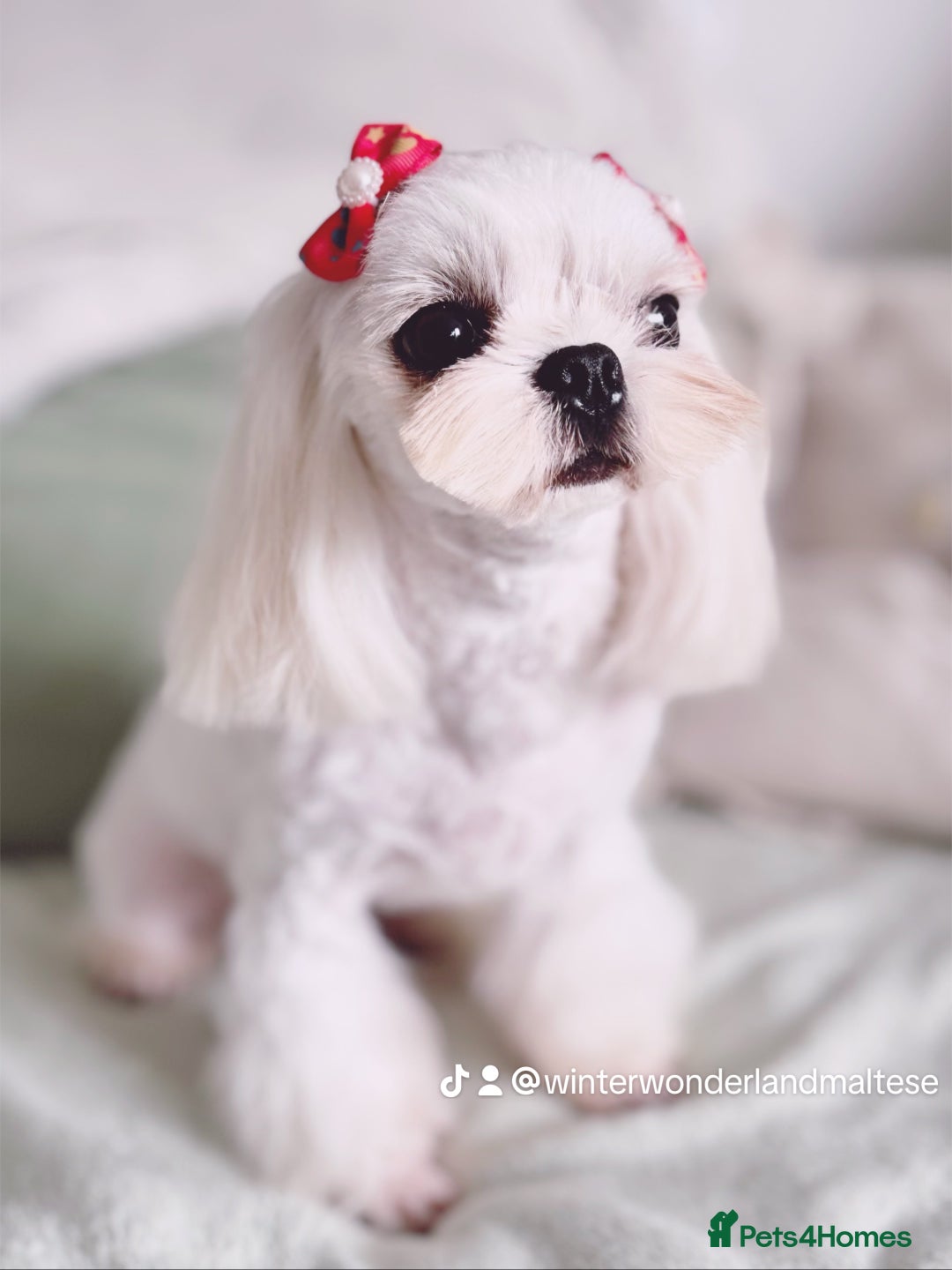 Maltese dogs for stud: 🩵Outstanding Proven 🔝 Korean Maltese For Stud🩵 - Image 1