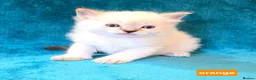 Ragdoll cats for sale: ADORABLE GCCF REG CHAMPION LINE RAGDOLL KITTENS in Ashford - Advert 13