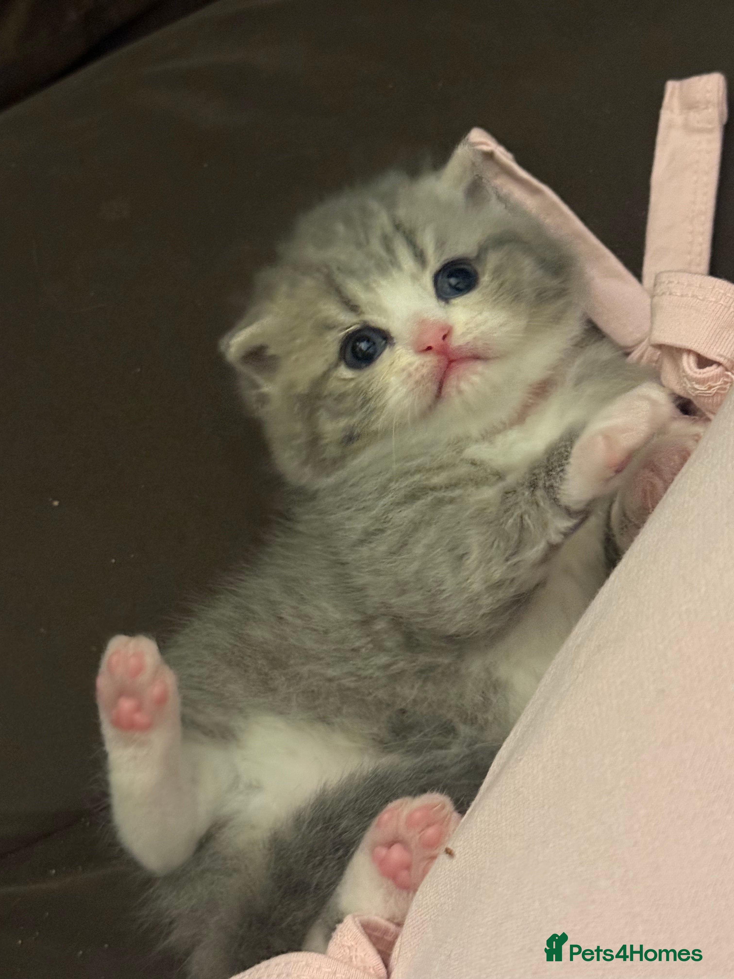 British Shorthair cats for sale: Outstanding Kittens Ready Before  ** 😻🐾🏆🥇 - Advert 2