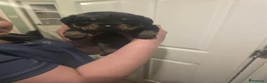 Rottweiler Puppy 3